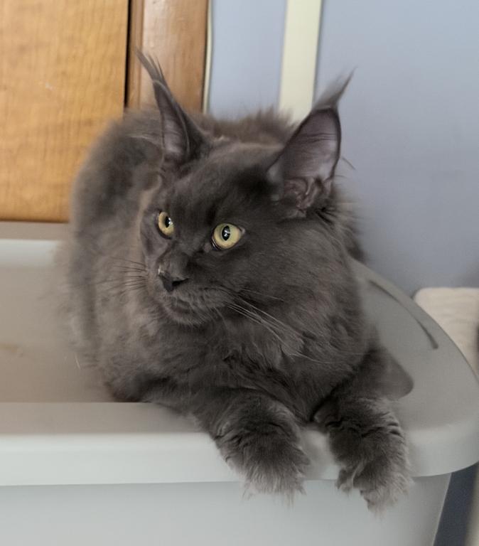 Gracie Everythingcoon photo 3