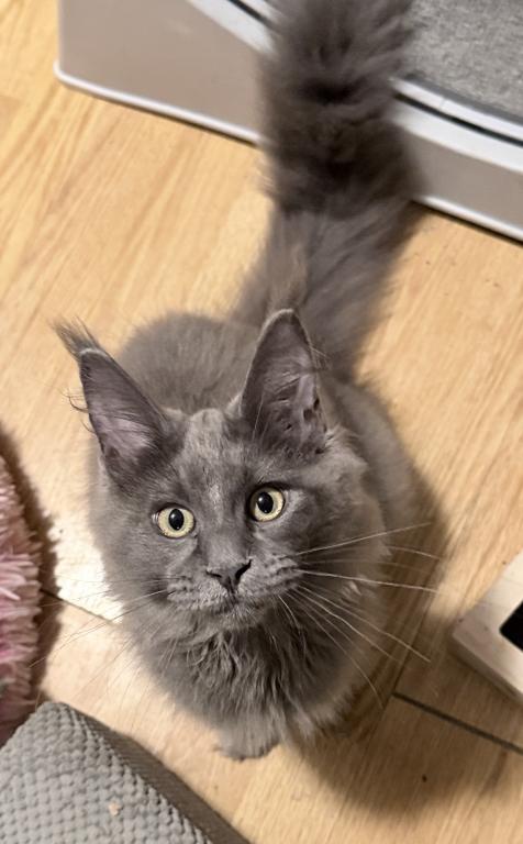 Gracie Everythingcoon photo 19
