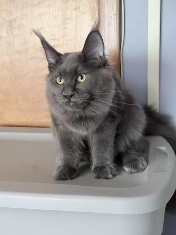 Gracie Everythingcoon photo 14