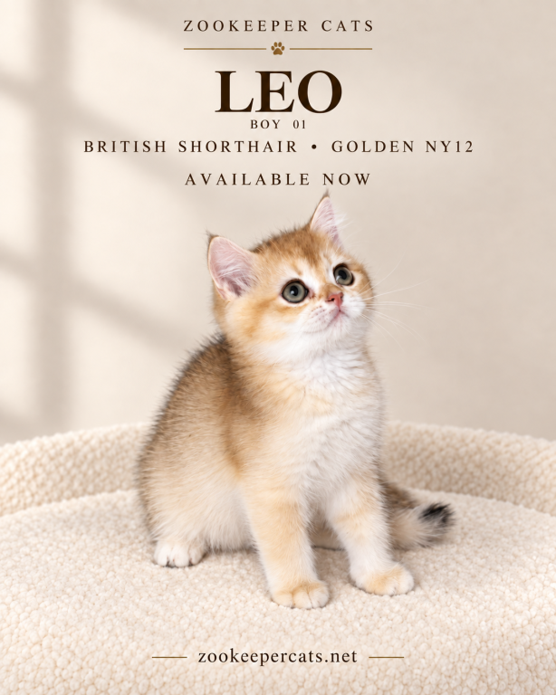 Meet LEO