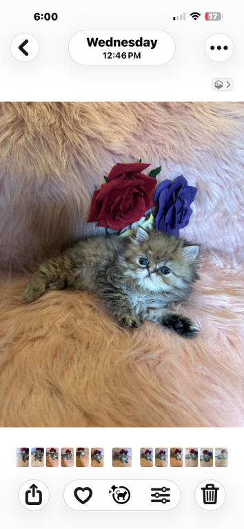 Princess CoCo photo 1