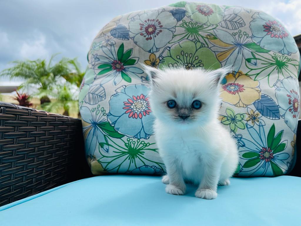 Authentic Ragdolls photo 7
