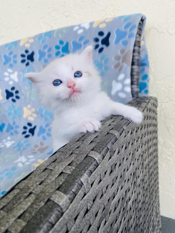 Authentic Ragdolls photo 21