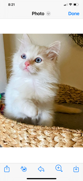 Authentic Ragdolls photo 18