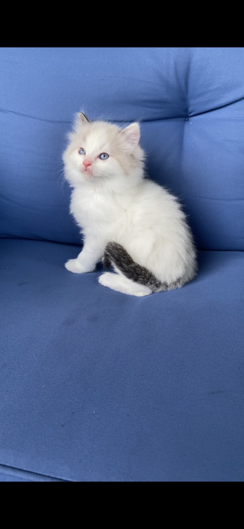 Authentic Ragdolls photo 2