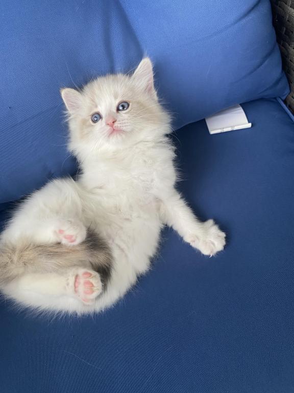 Authentic Ragdolls photo 15