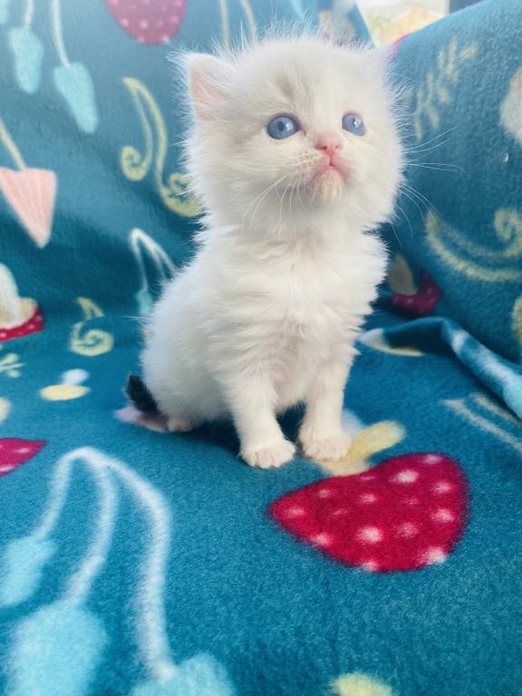Authentic Ragdolls photo 19