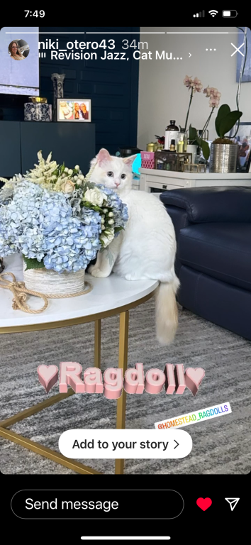 Authentic Ragdolls photo 9