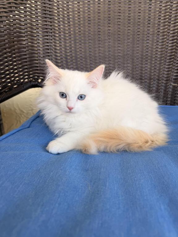 Authentic Ragdolls photo 10