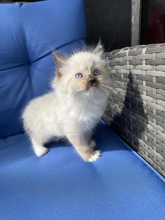 Authentic Ragdolls photo 17