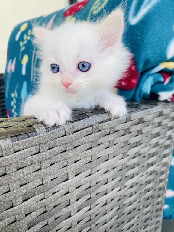 Authentic Ragdolls photo 20