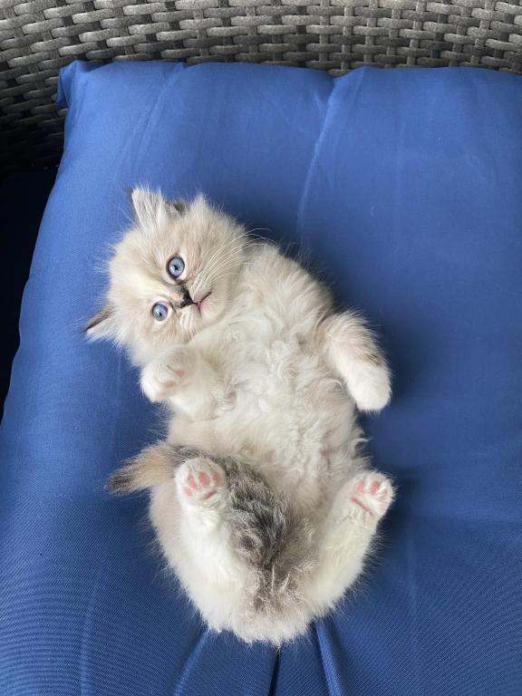 Authentic Ragdolls photo 16