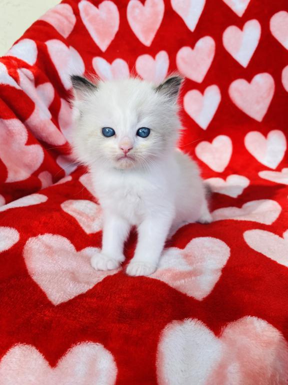 Authentic Ragdolls photo 1