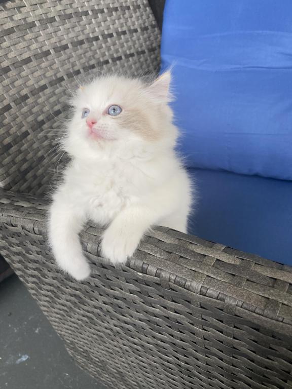 Authentic Ragdolls photo 14