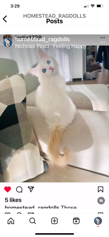 Authentic Ragdolls photo 6