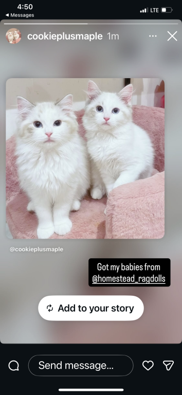 Authentic Ragdolls photo 5