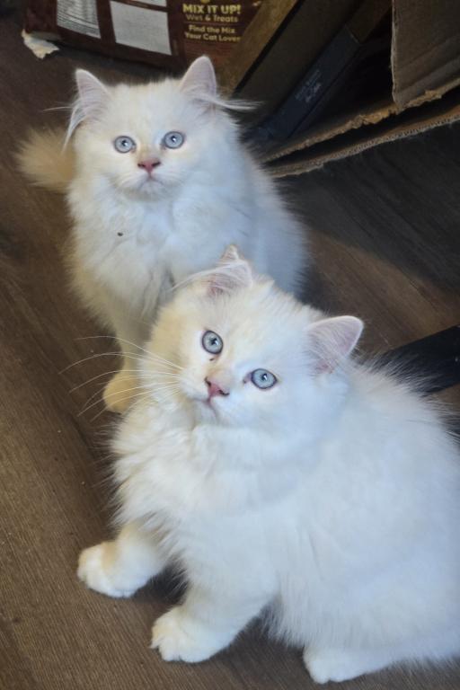 Olaf And Frost photo 5