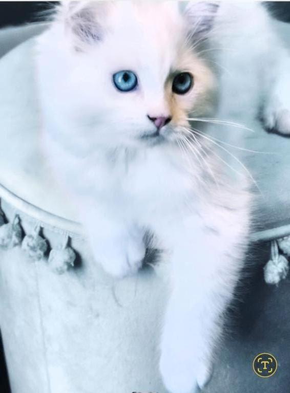 Olaf And Frost photo 8