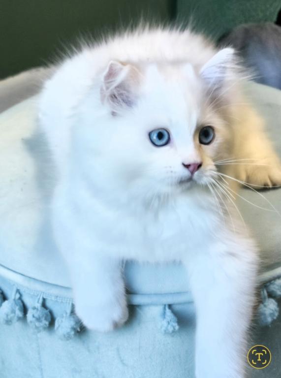Olaf And Frost photo 10