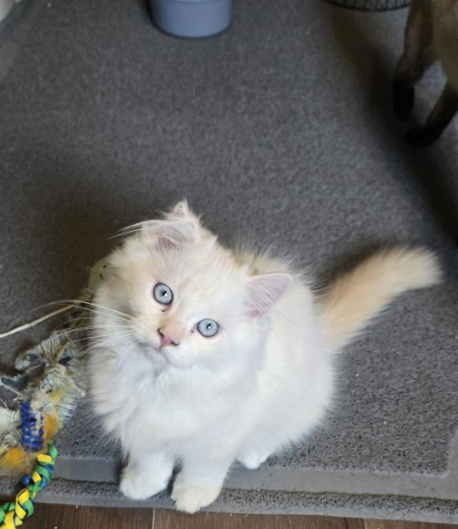 Olaf And Frost photo 4