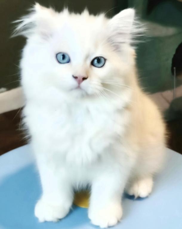 Olaf And Frost photo 9