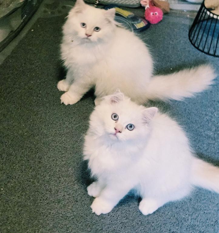 Olaf And Frost photo 2