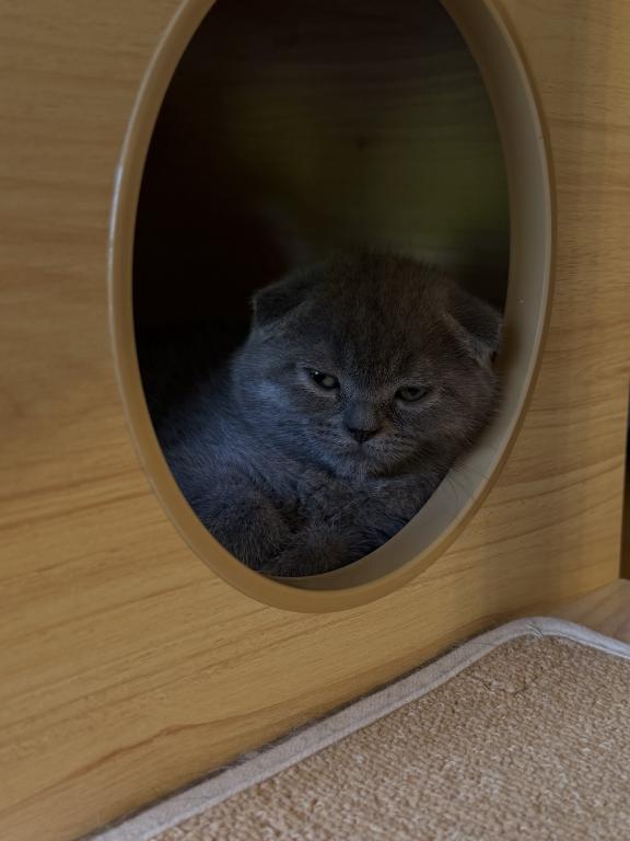 Oliver photo 3