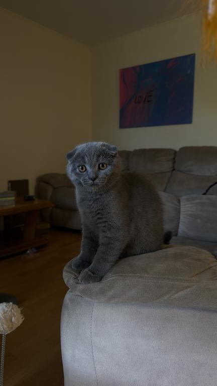 Oliver photo 1