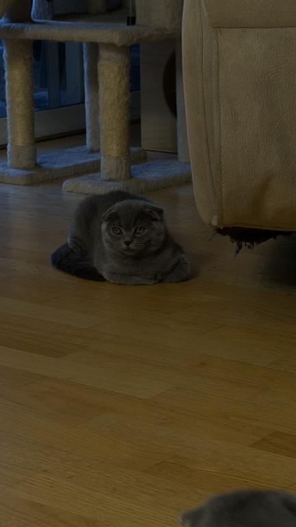 Oliver photo 6