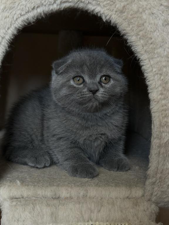 Oliver photo 4