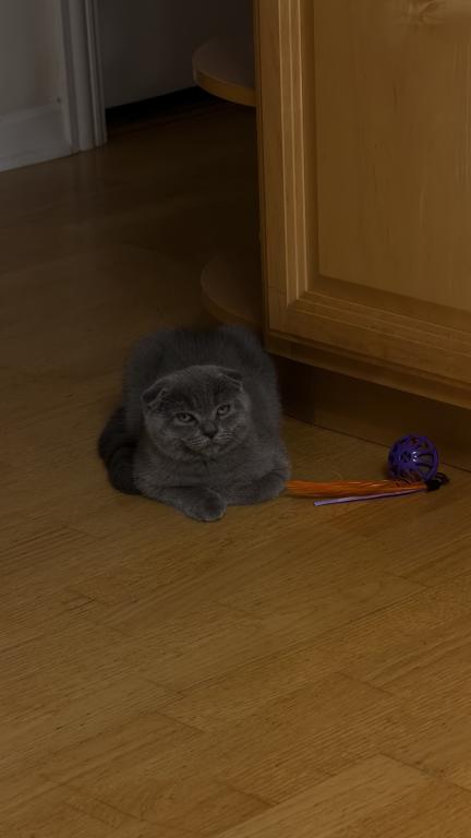 Oliver photo 5