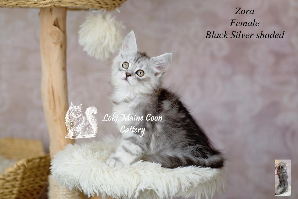 Zora photo 1