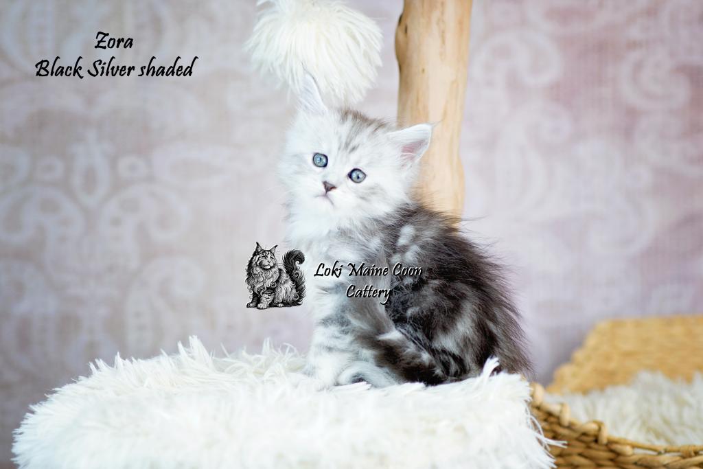 Zora photo 4