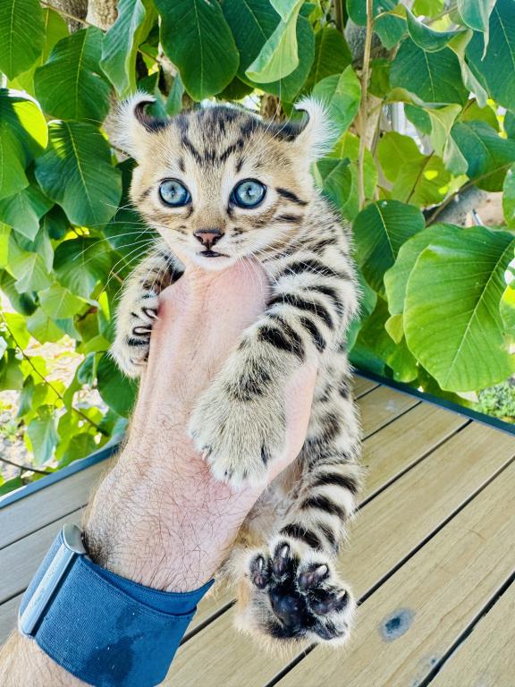 Katiyana Kittens photo 2
