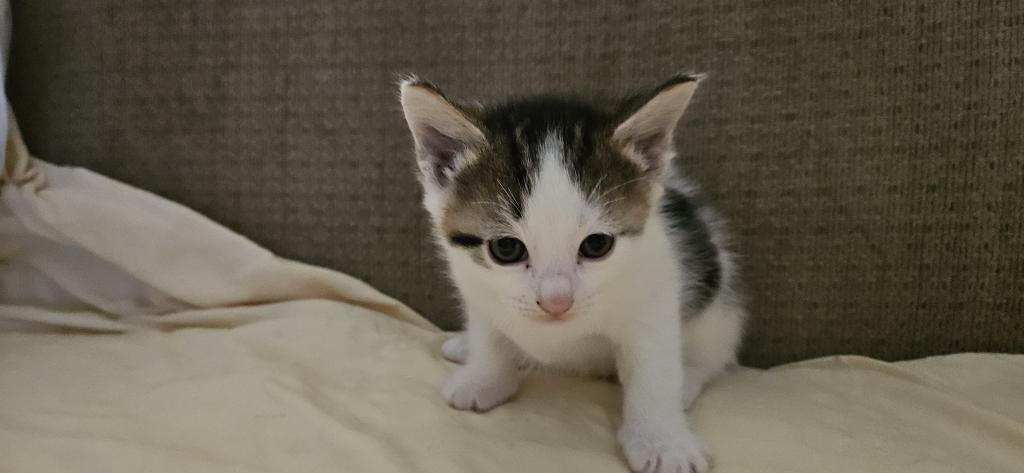 Rebel1 photo 5