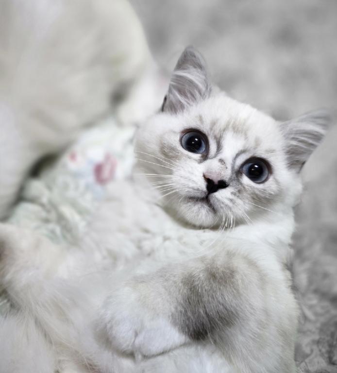 Rae Of Sunshine Ragdoll Kitten