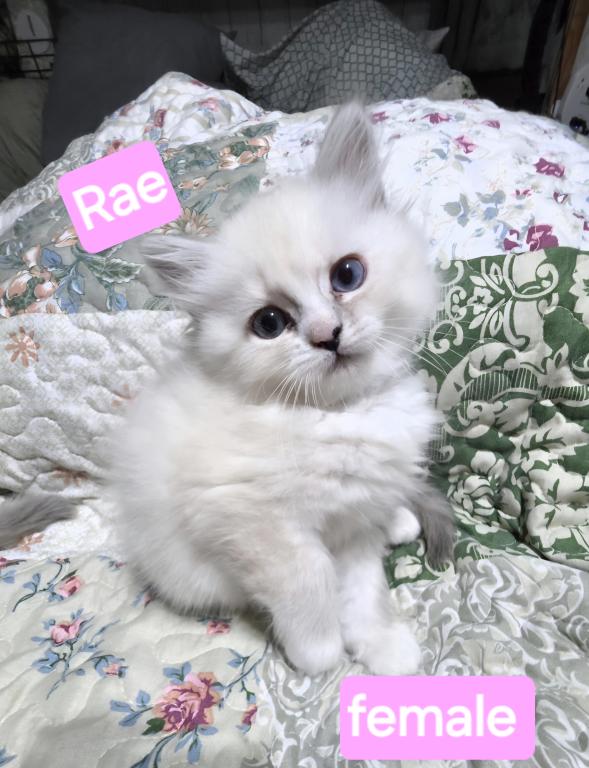 Rae Of Sunshine Ragdoll Kitten photo 6