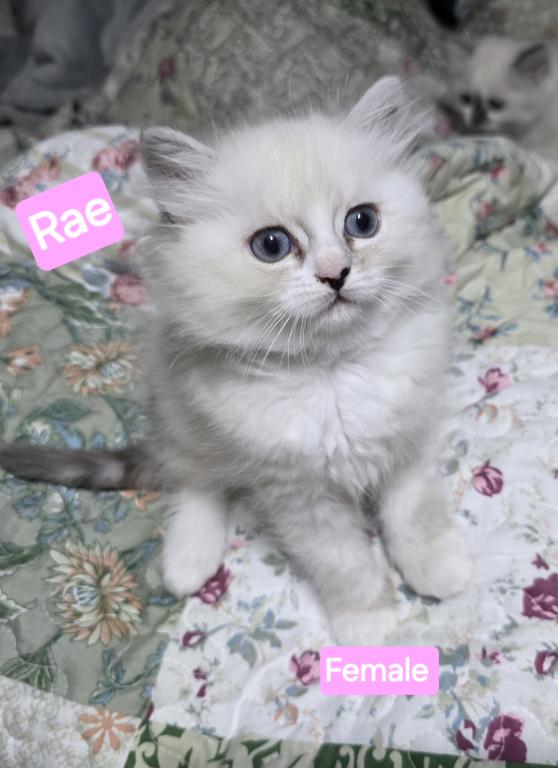Rae Of Sunshine Ragdoll Kitten photo 7