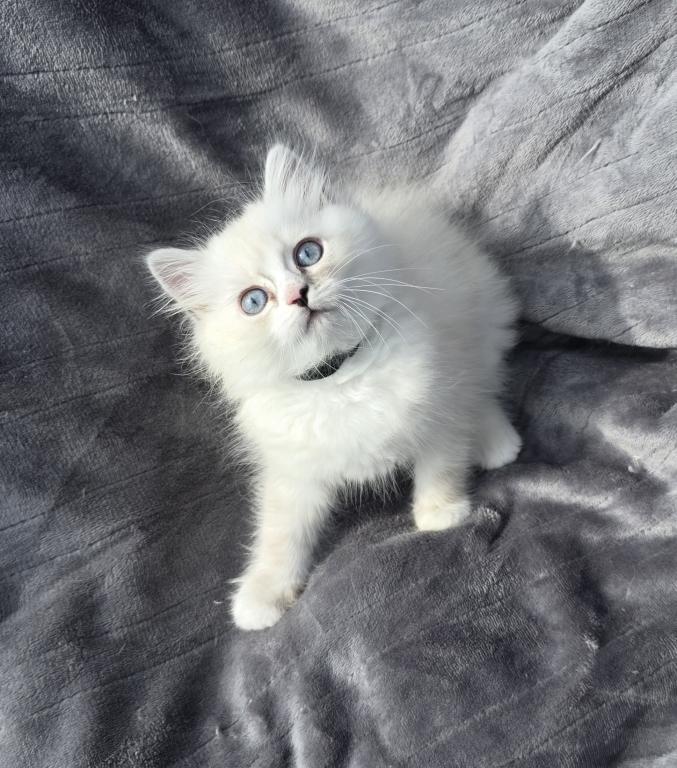 Rae Of Sunshine Ragdoll Kitten photo 8