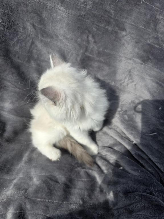 Rae Of Sunshine Ragdoll Kitten photo 4
