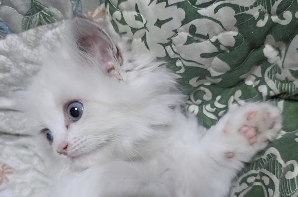 Rae Of Sunshine Ragdoll Kitten photo 5