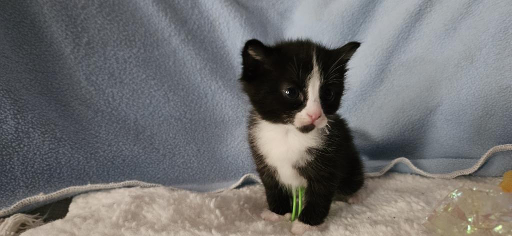 Onyx2 photo 7