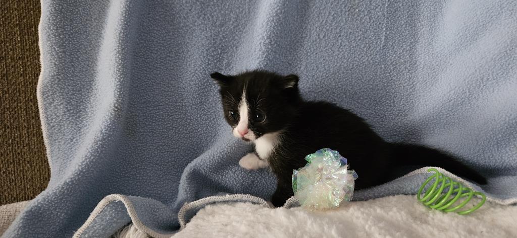 Onyx2 photo 6