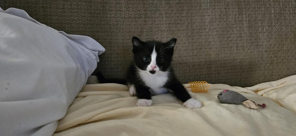 Onyx2 photo 4
