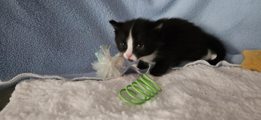 Onyx2 photo 8