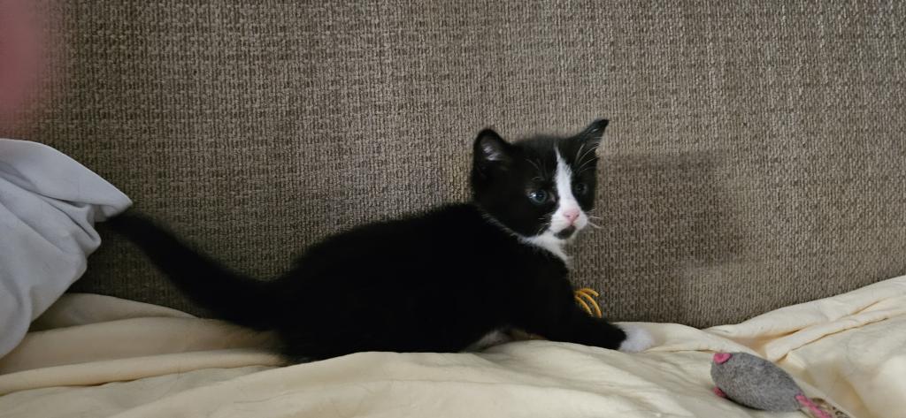 Onyx2 photo 3