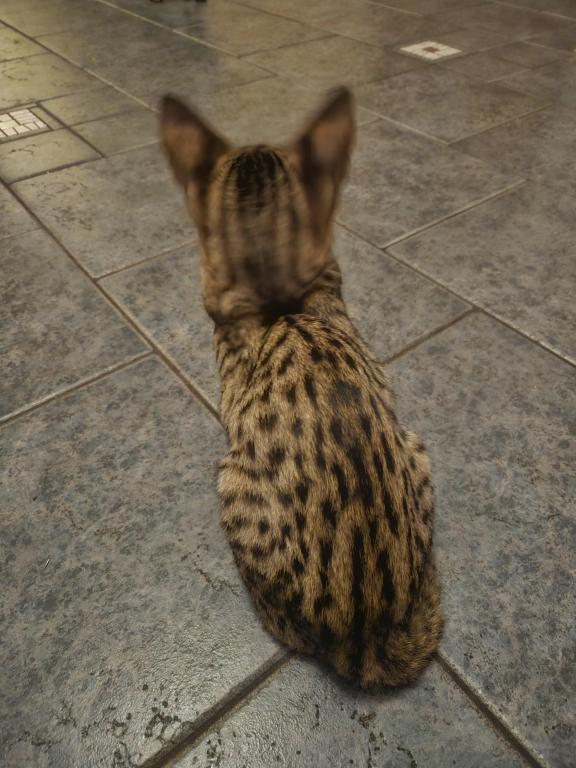 F7 Savannah Kittens Old Enough For New Homes photo 1