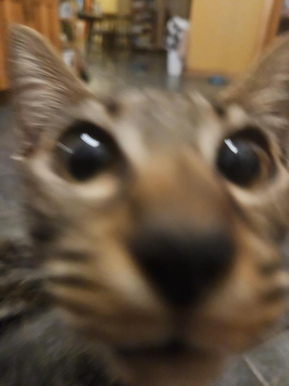 F7 Savannah Kittens Old Enough For New Homes photo 10