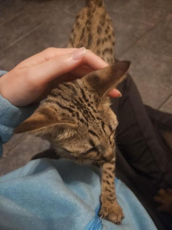 F7 Savannah Kittens Old Enough For New Homes photo 15