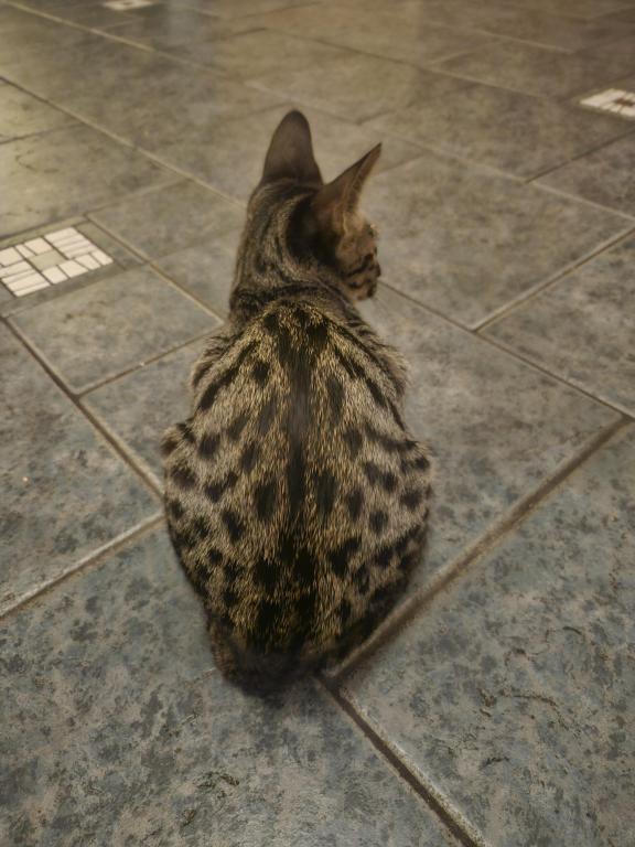 F7 Savannah Kittens Old Enough For New Homes photo 6